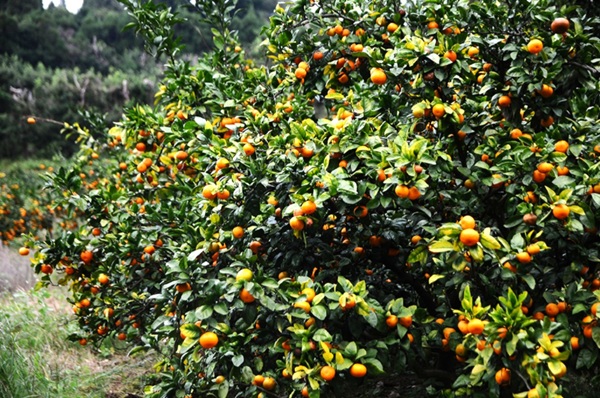 1. 現状の課題:みかん生産の減少、気候変動、そして加工委託というボトルネック