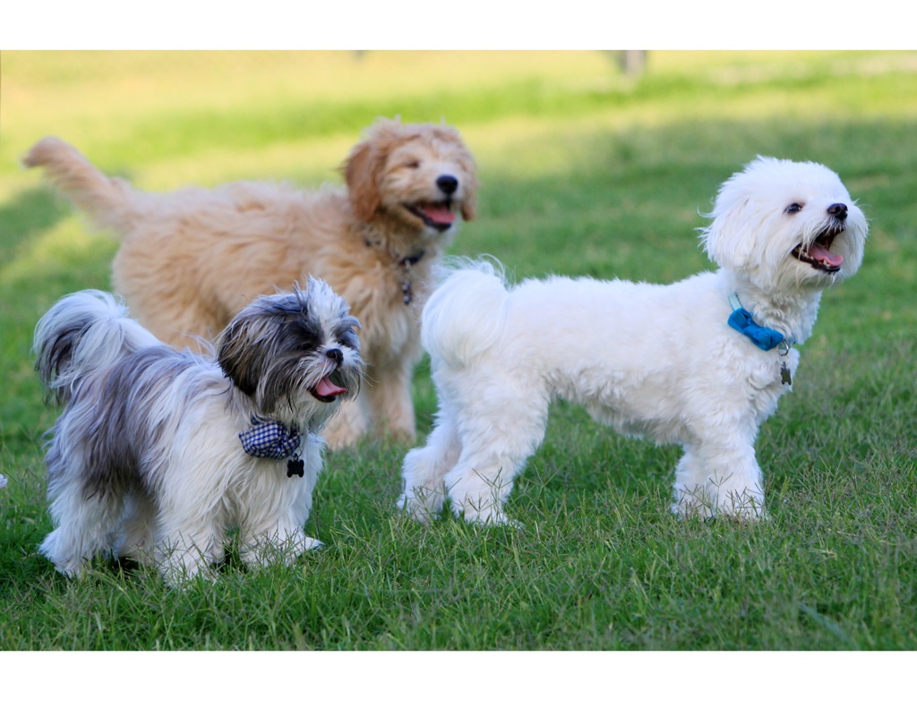 3. 将来の展望:安心安全なペットフードで、ペットの健康と地域経済の活性化に貢献!